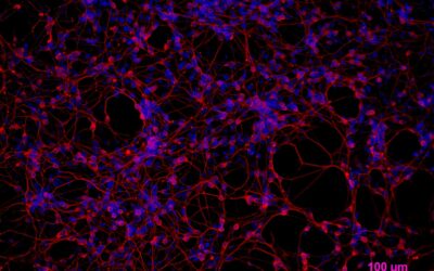 Bio-Computing and Artificial Intelligence: The Rise of Wetware and Living Machines